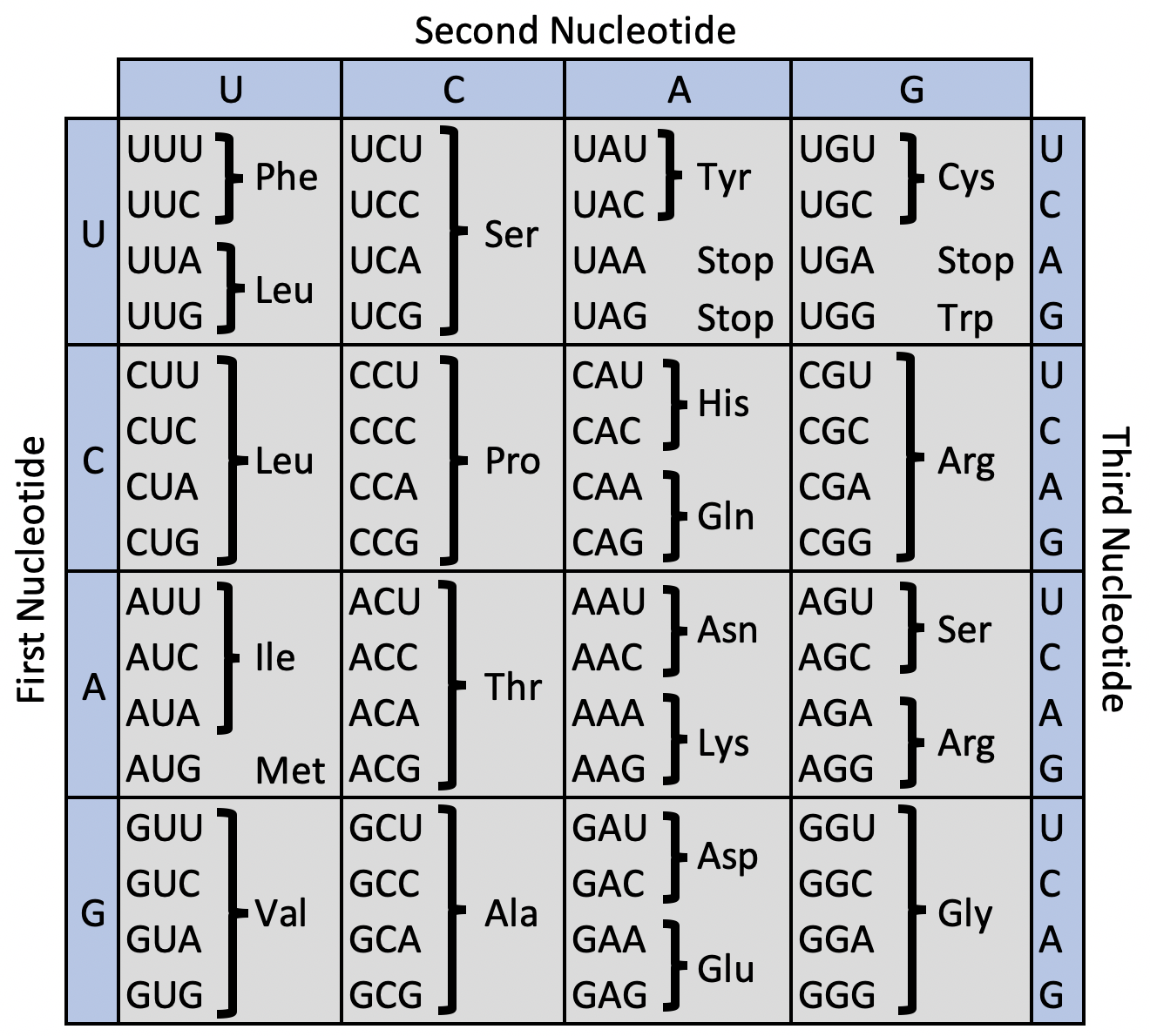 Printable Mrna Codon Chart